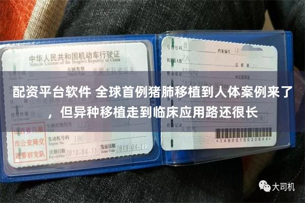 配资平台软件 全球首例猪肺移植到人体案例来了，但异种移植走到临床应用路还很长
